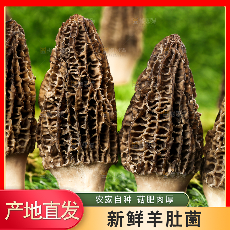 草地上的羊肚菌