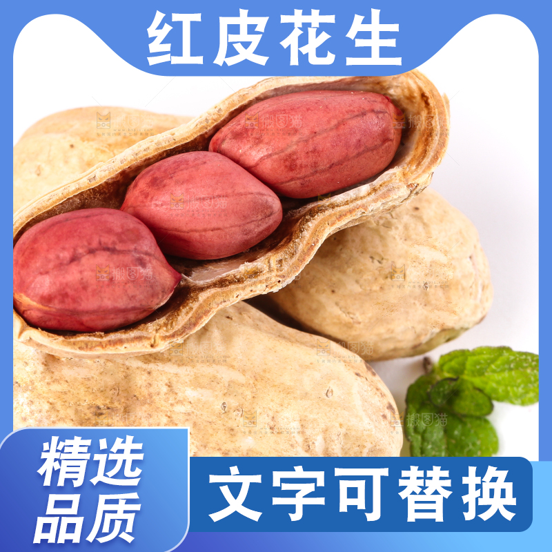 东北红皮花生放在白底上