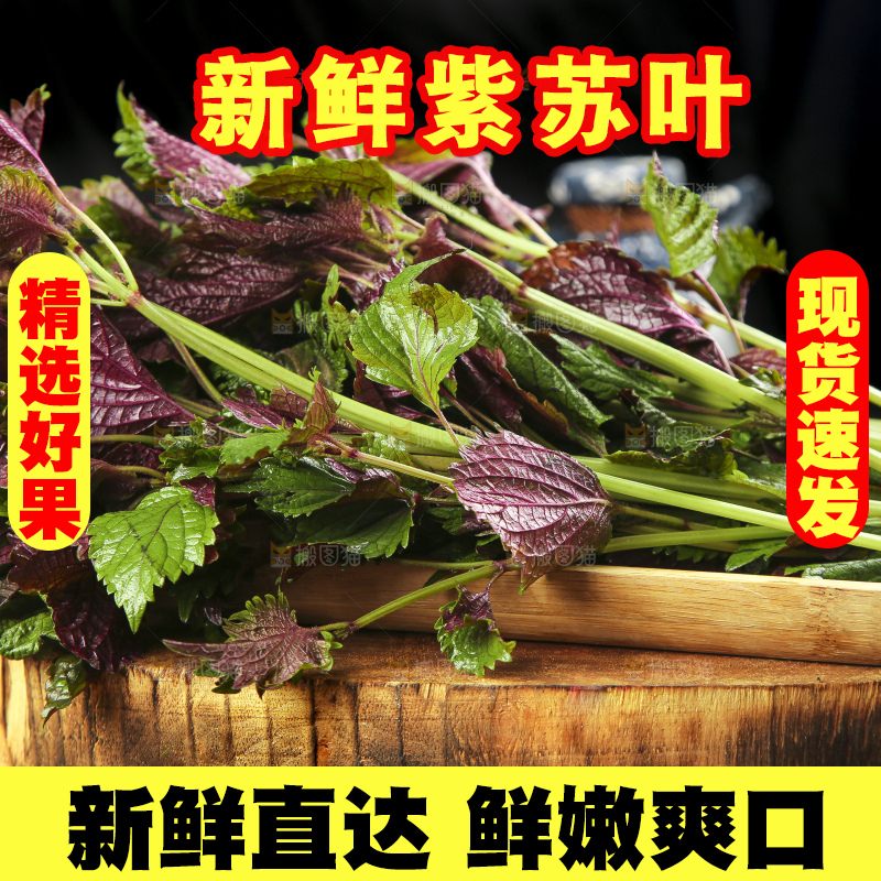 新鲜紫苏叶放在木底上