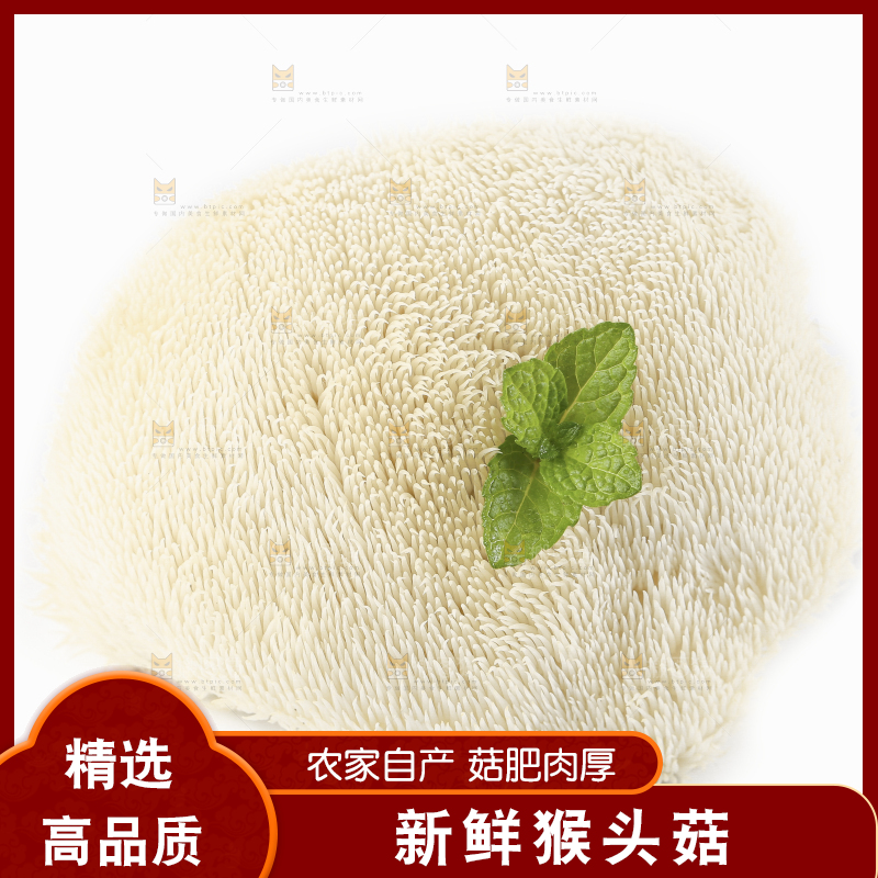 白底上的长白山猴头菇