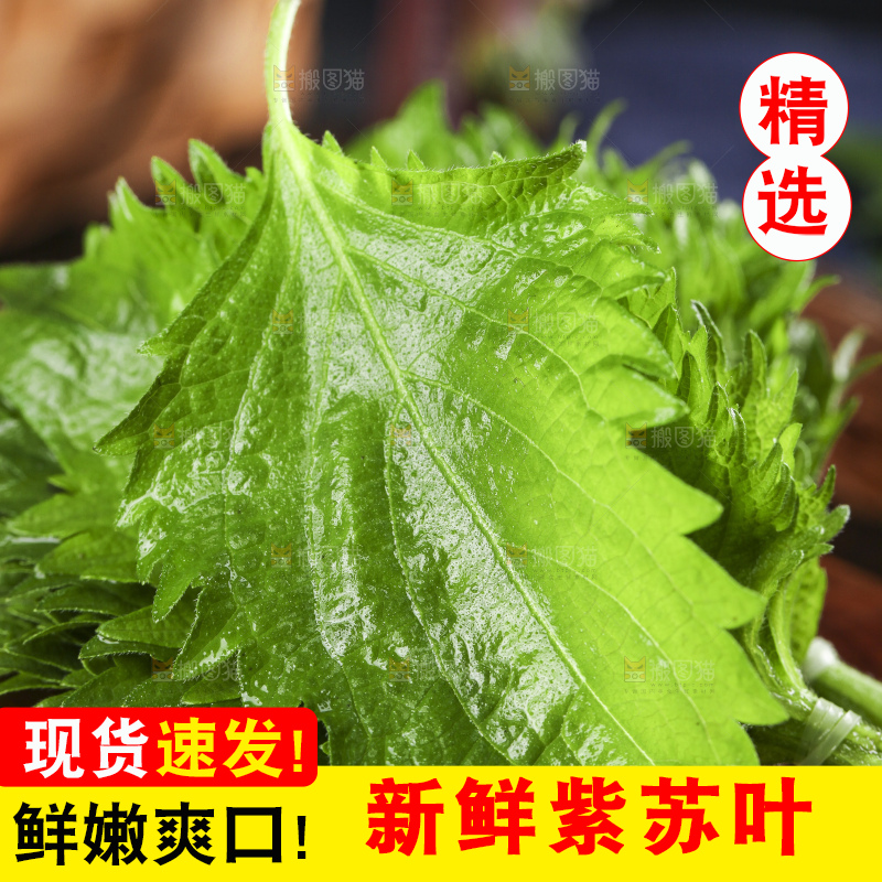 木底上的新鲜紫苏叶