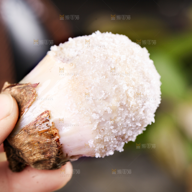 手里拿着新鲜小芋头