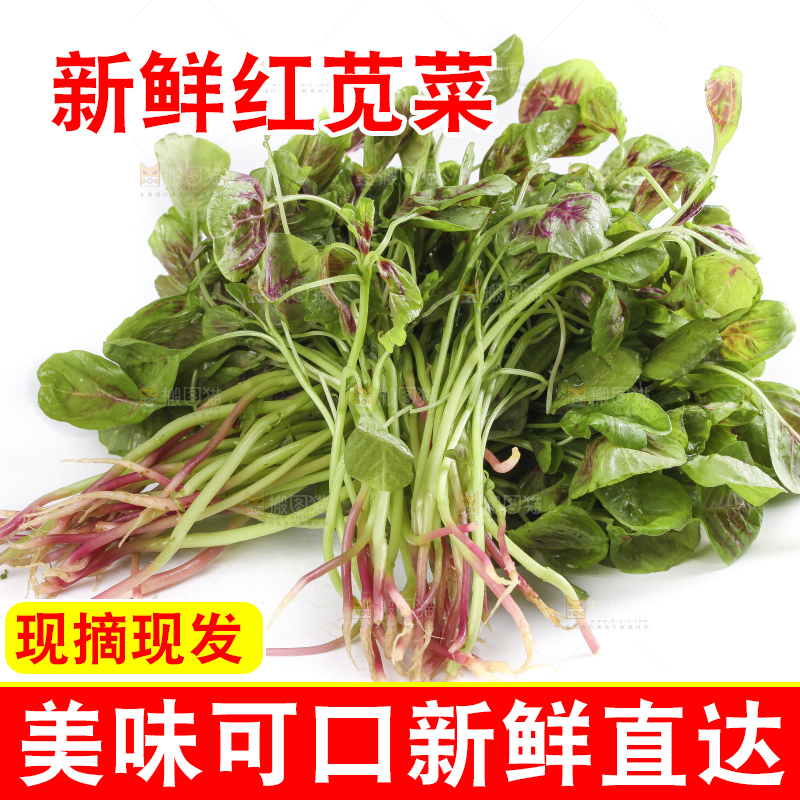 白底上的红苋菜