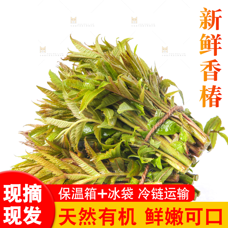 白底上放着野生香椿芽