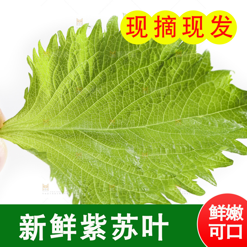 手拿紫苏叶