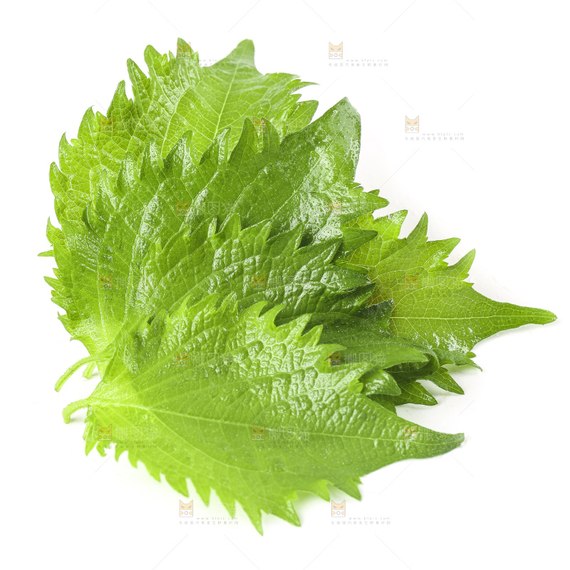 白底上的绿紫苏叶