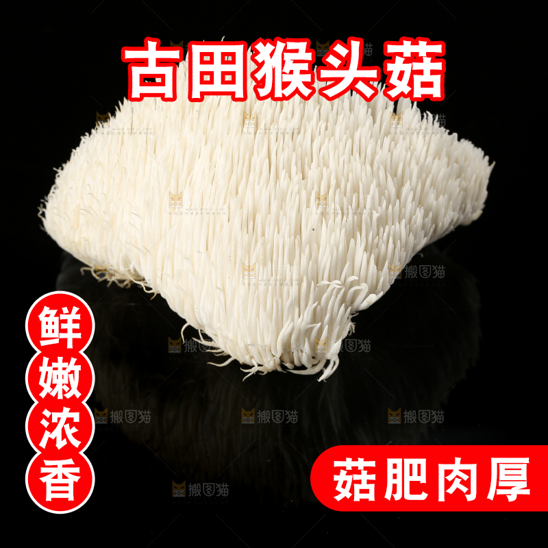 黑石板上的古田猴头菇