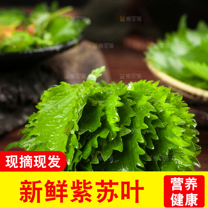 木板上的青紫苏叶