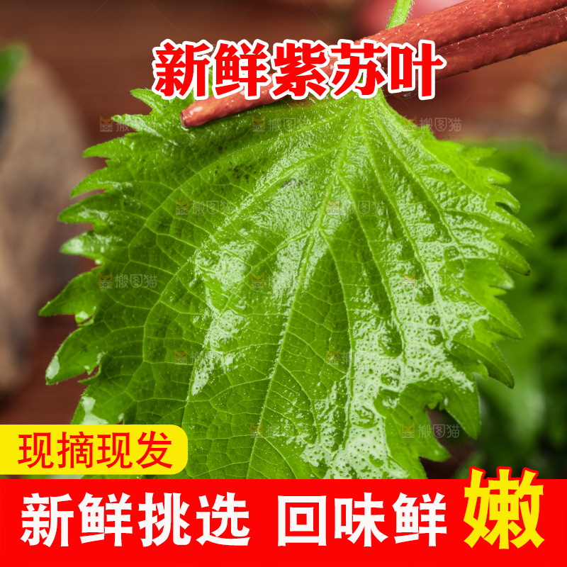 筷子夹着紫苏叶
