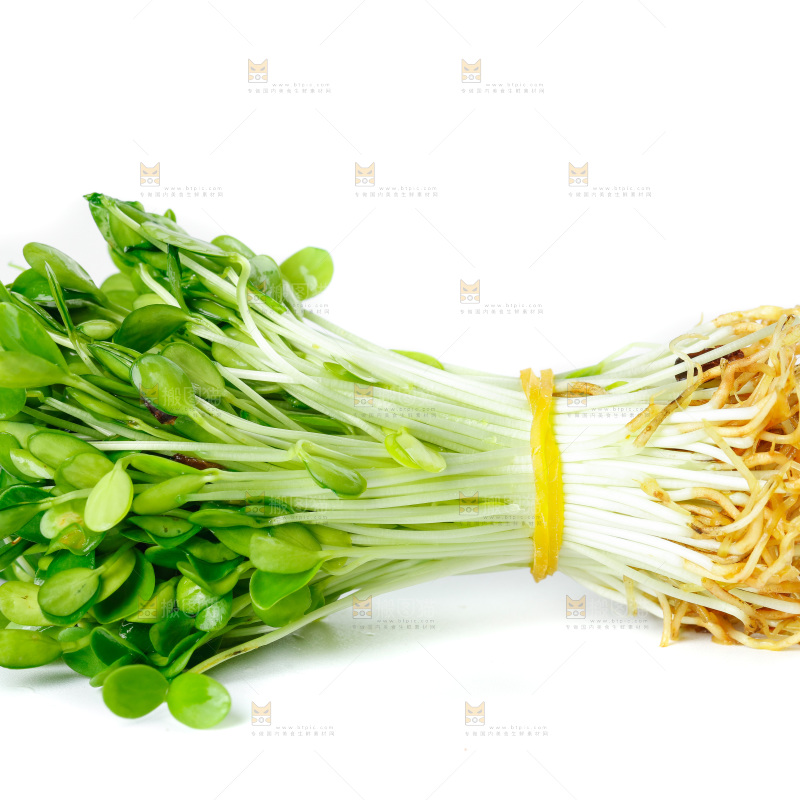 白底上的香椿苗