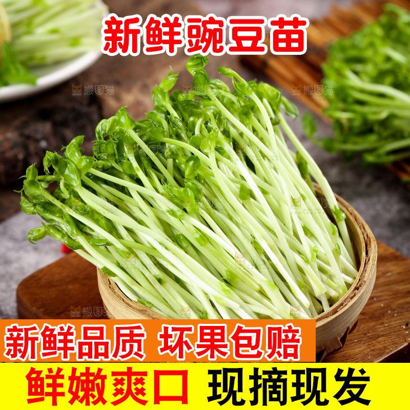 篮子里的豌豆芽苗菜