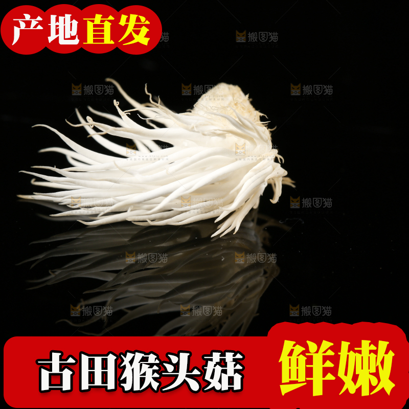 黑石板上的古田猴头菇