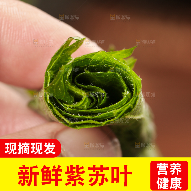 手拿紫苏叶