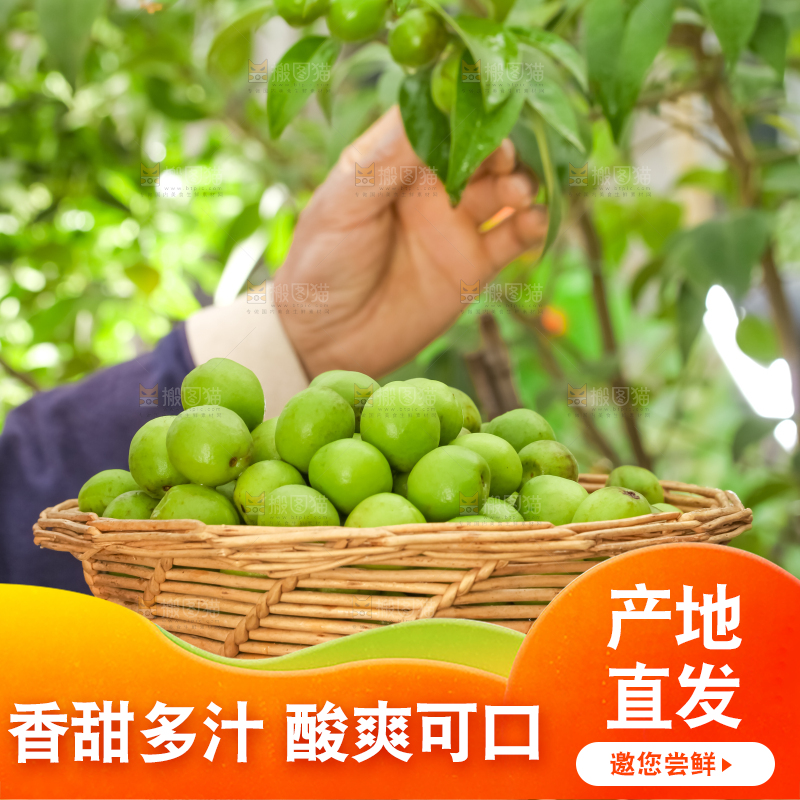 手拿新鲜青梅果