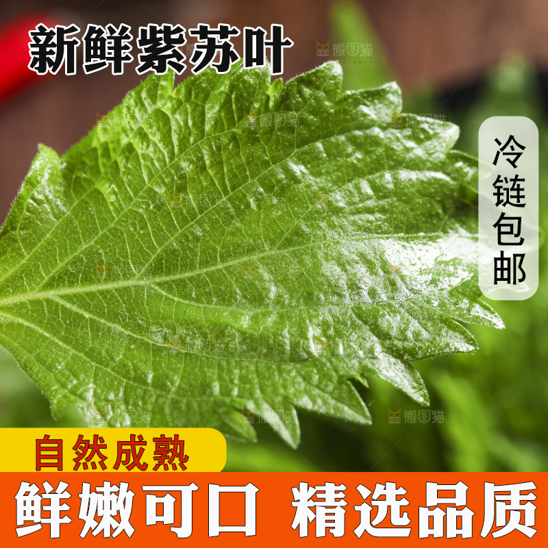 手拿紫苏叶