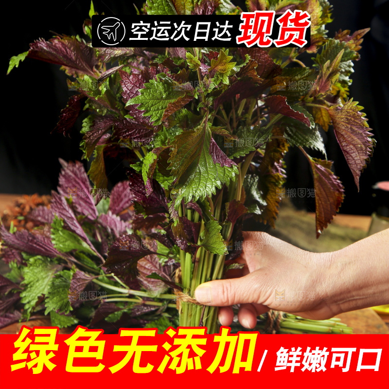 手拿紫苏叶