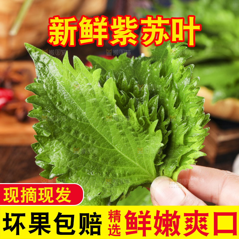 手拿紫苏叶