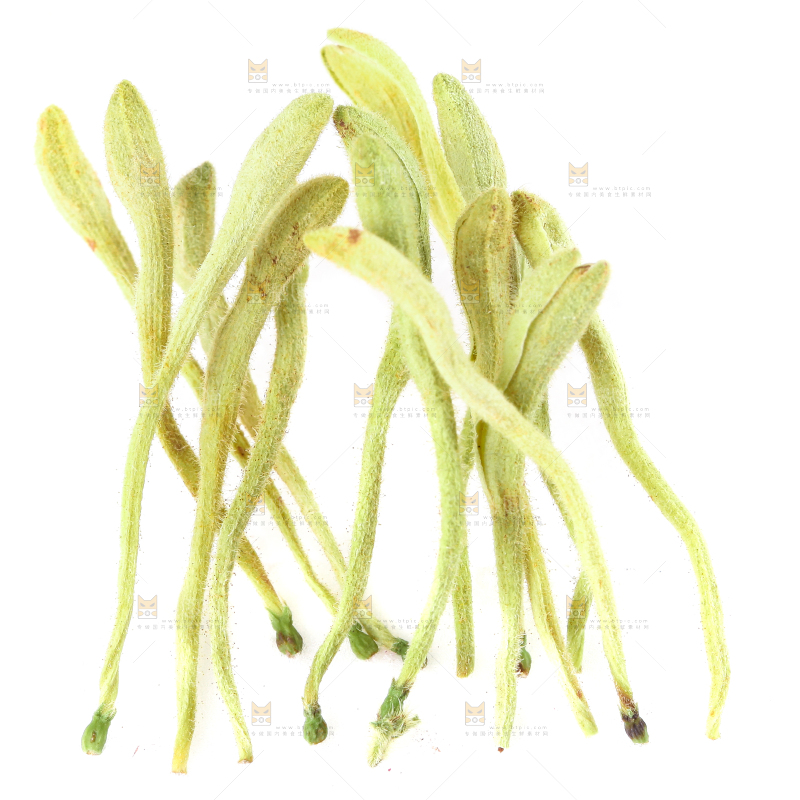 白底上的金银花