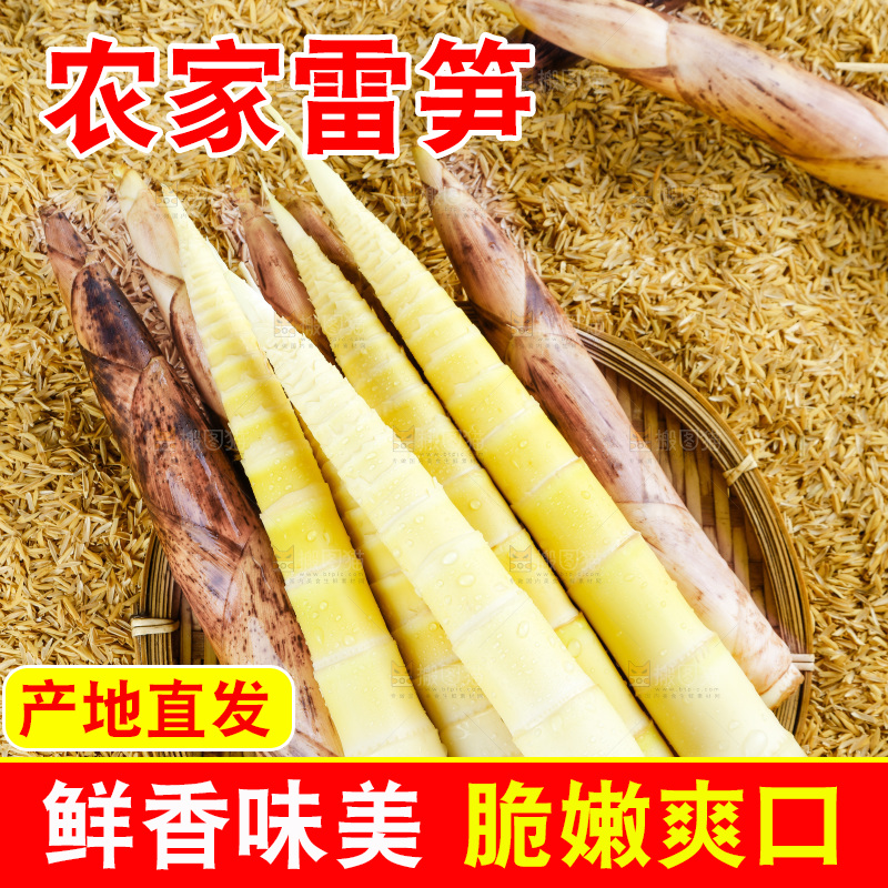 浅底上的春雷笋