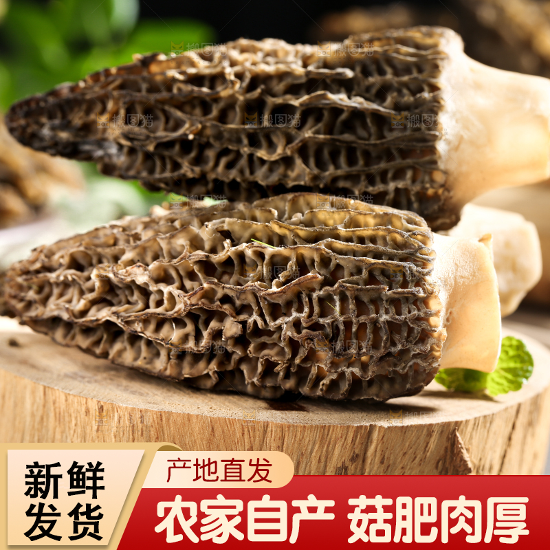 木板上的野生羊肚菌