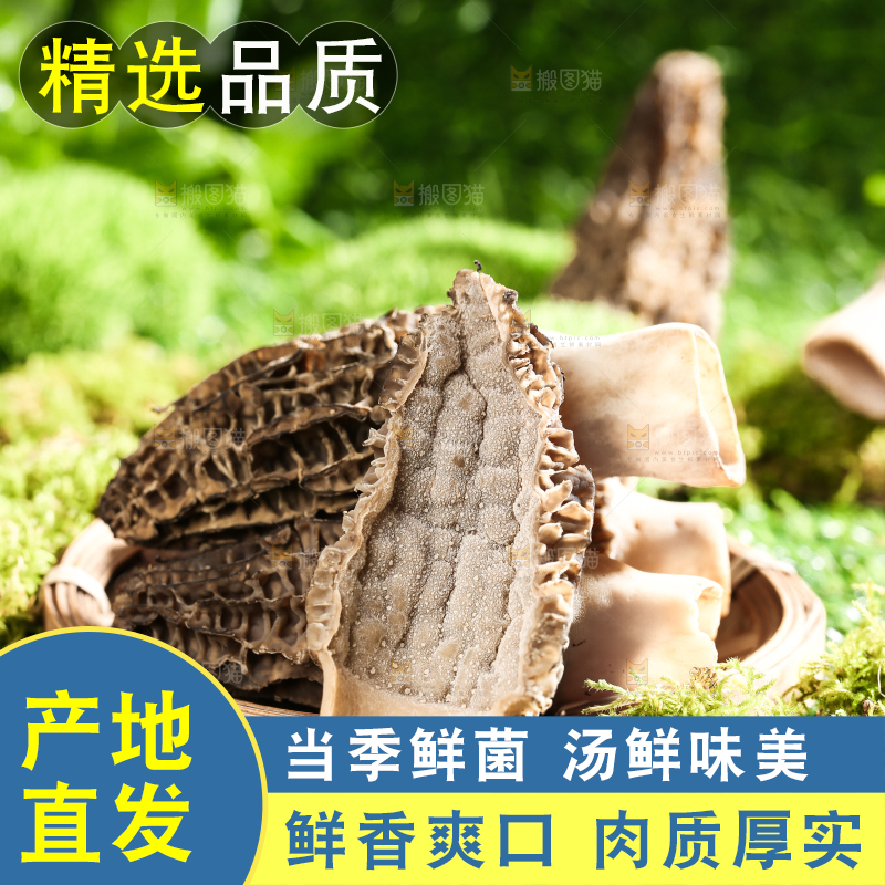 草地上放着一盘野生羊肚菌