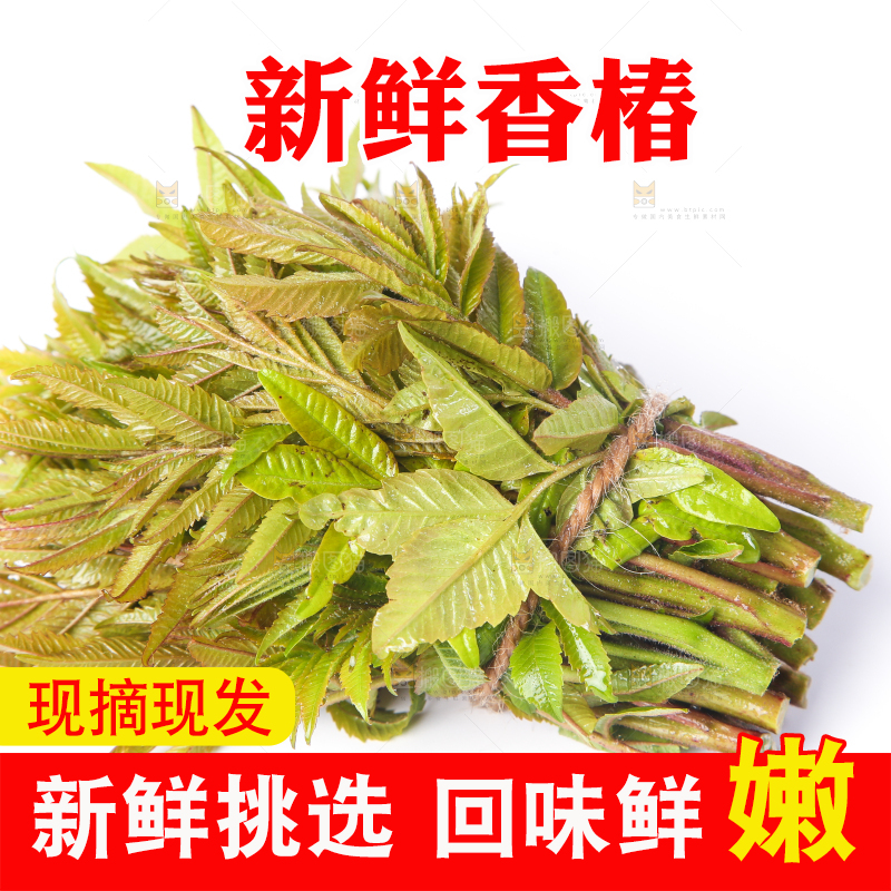 白底上的香椿
