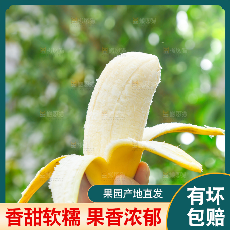 手拿剥皮的广西苹果蕉
