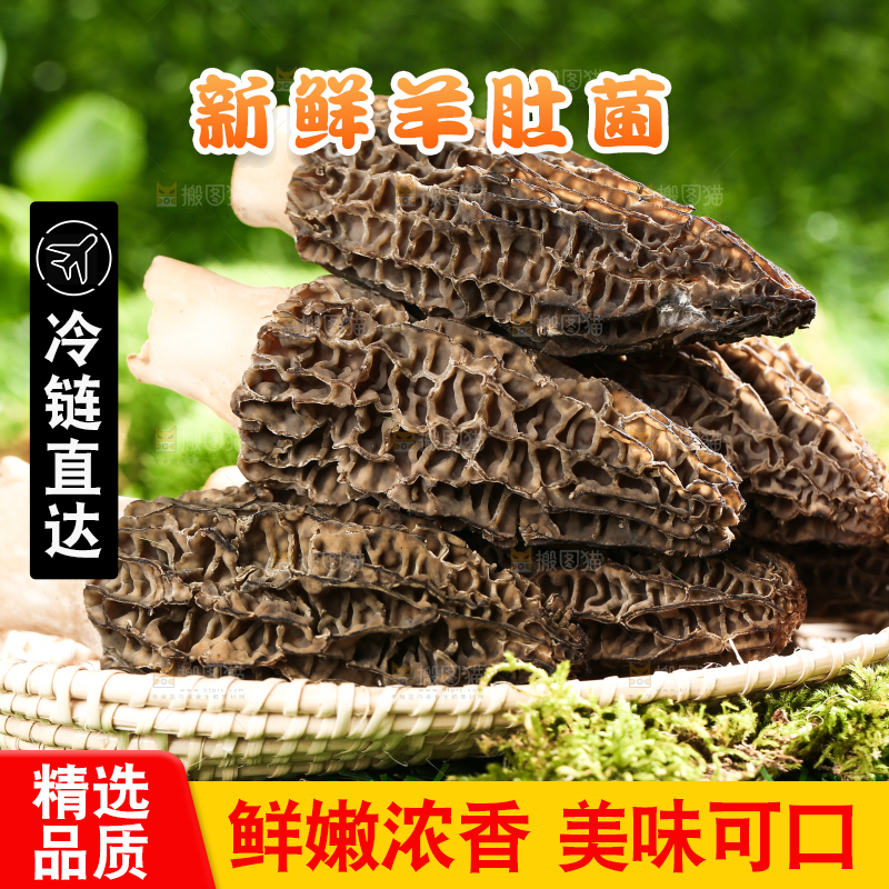 草地上放着一盘野生羊肚菌