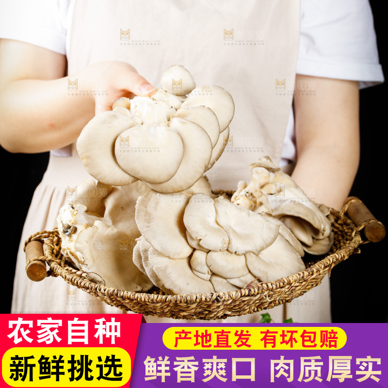 手拿一筐有机平菇