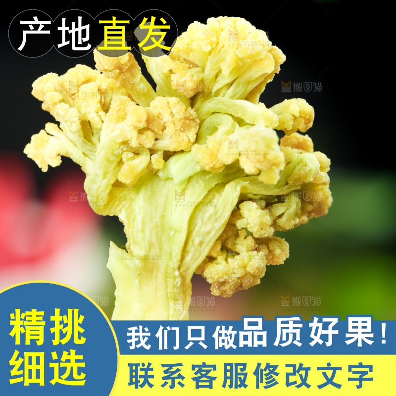 手拿干花菜