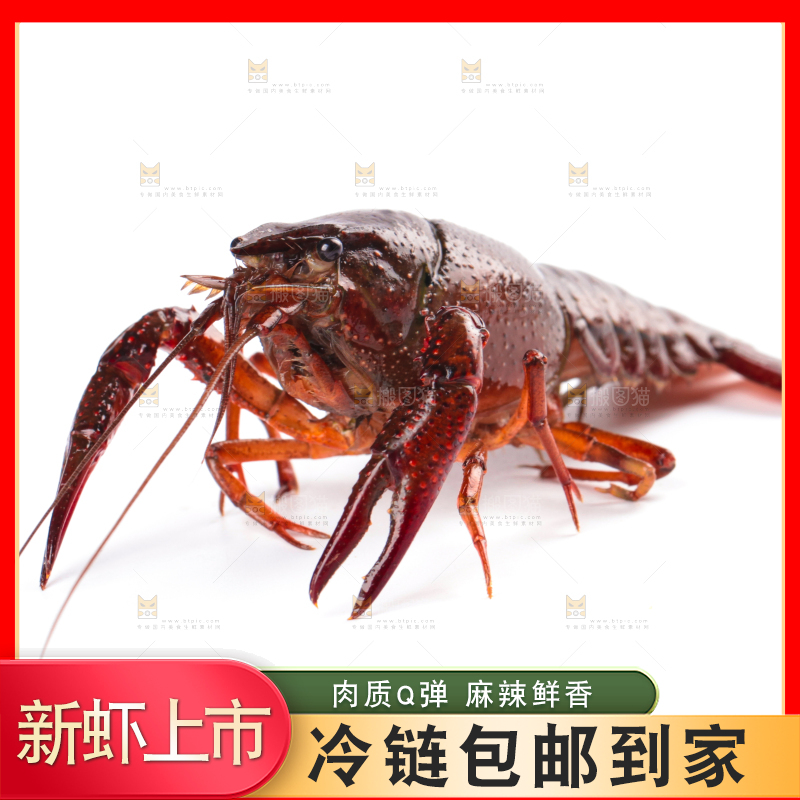 白底上放着潜江小龙虾