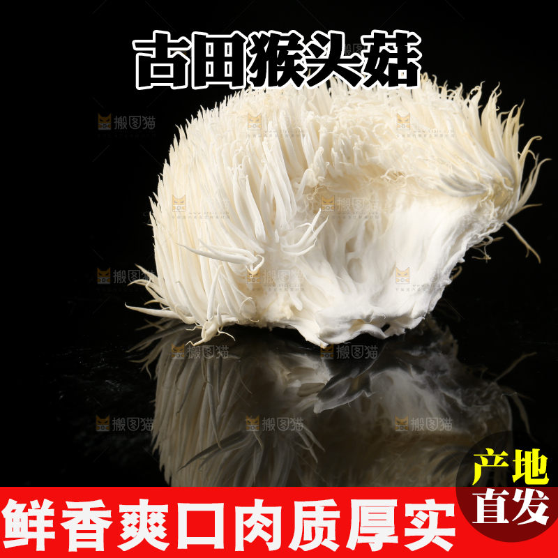 黑石板上的古田猴头菇