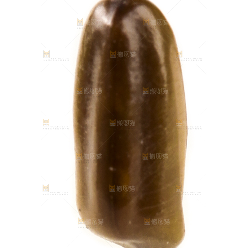 白底上的决明子