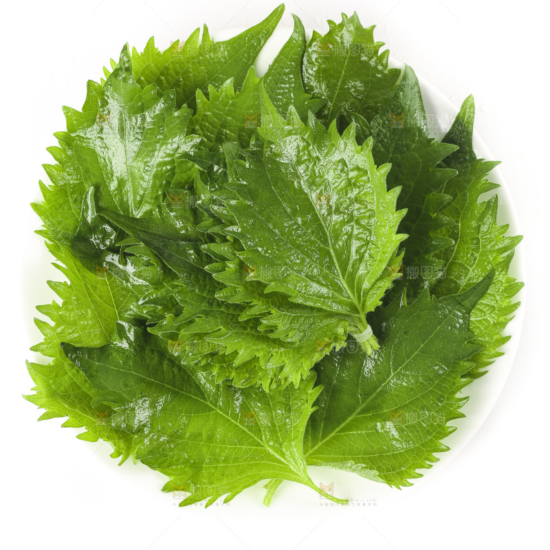 一盘东北苏子叶放在白底上