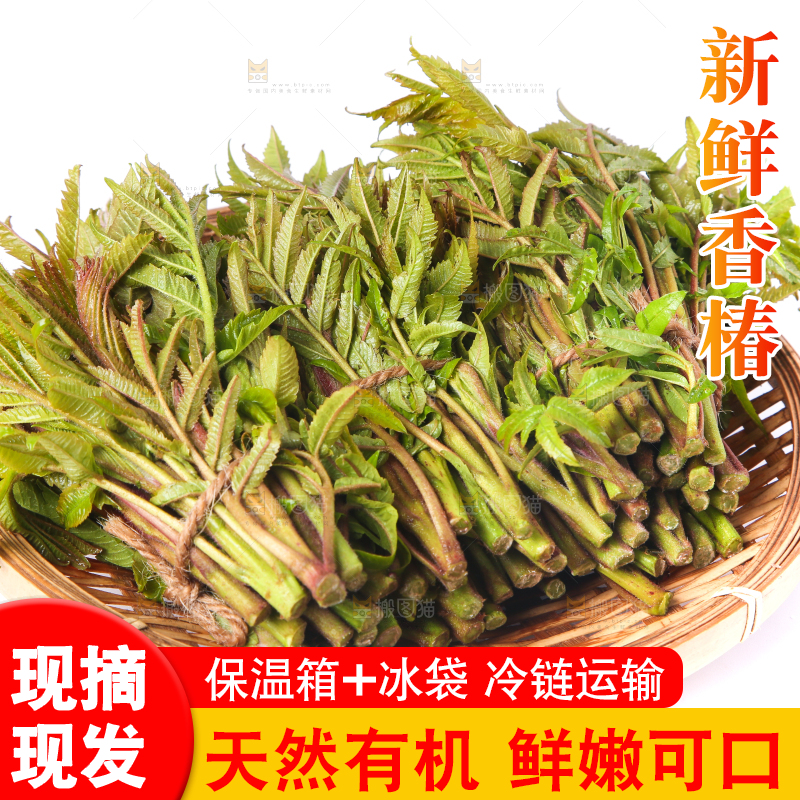 一筐山东香椿放在白底上