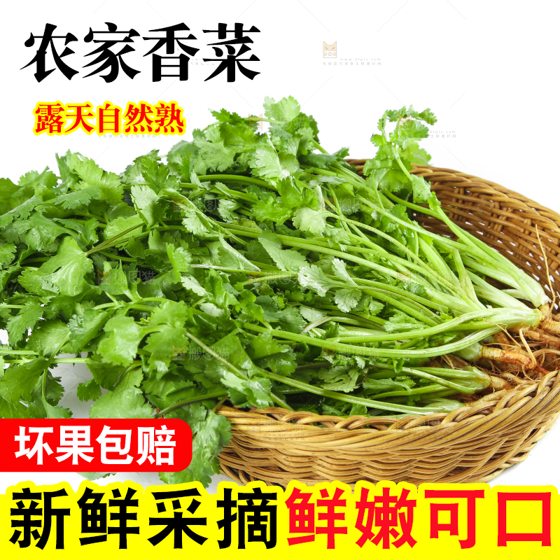白底上放着一筐农家香菜