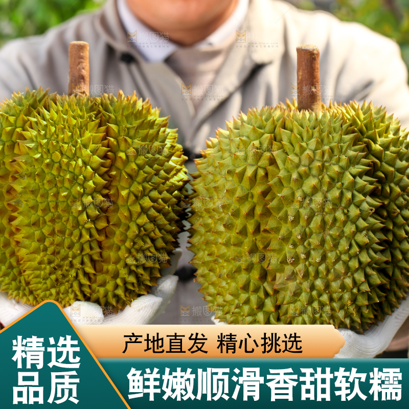农民手里拿着泰国甲仑榴莲