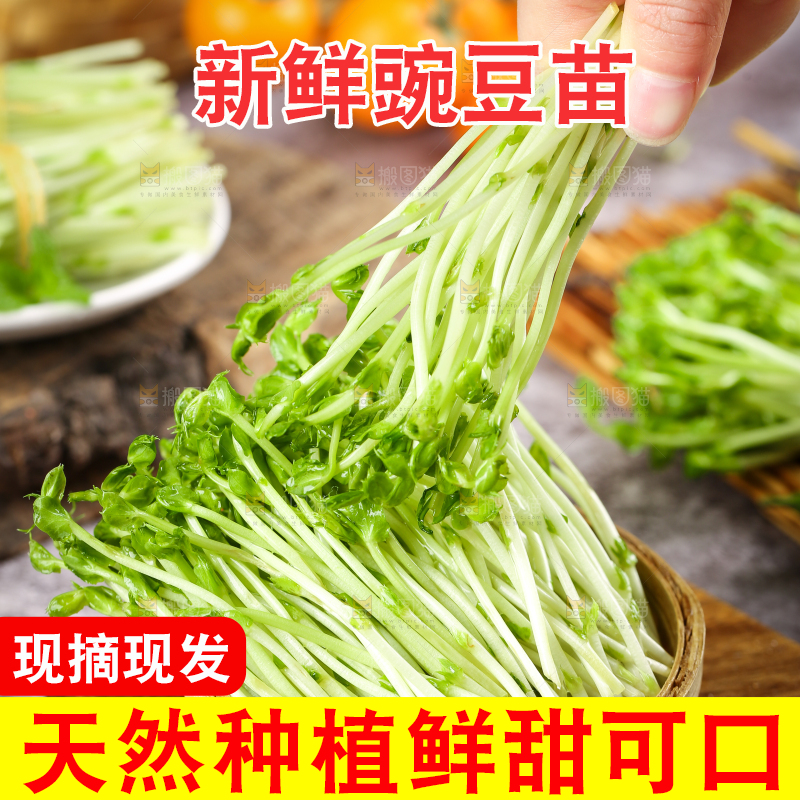 篮子里的豌豆芽苗菜
