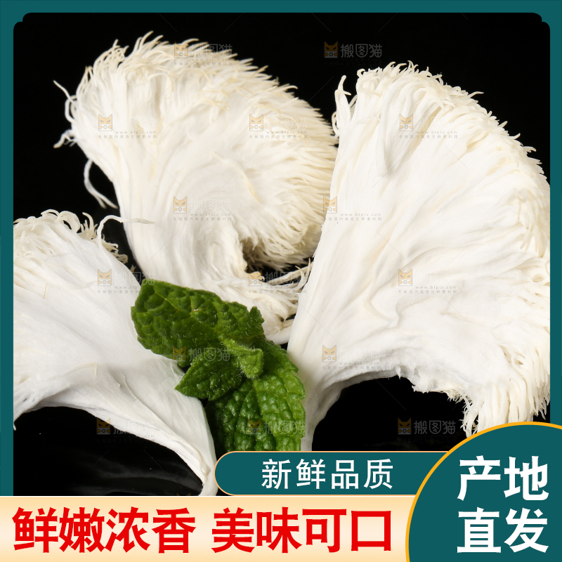 黑石板上的古田猴头菇