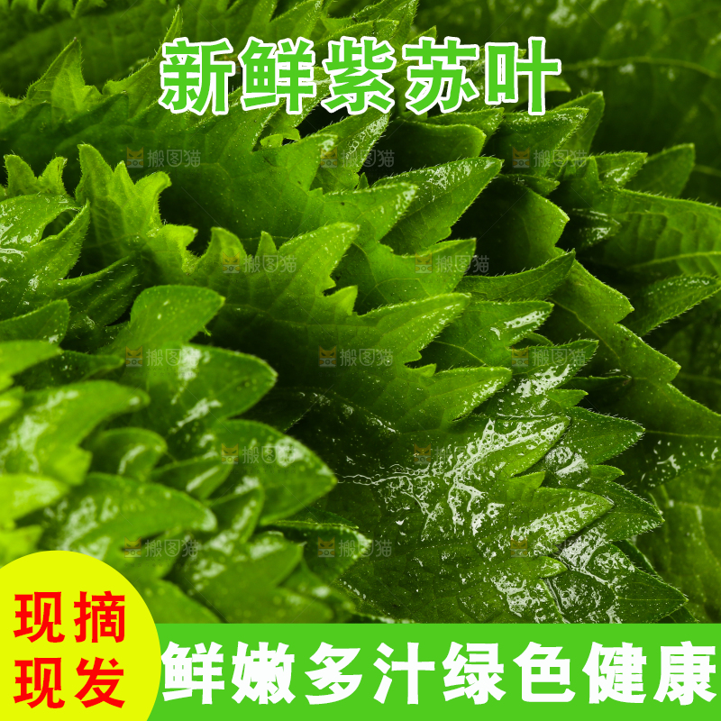 木底上的新鲜紫苏叶