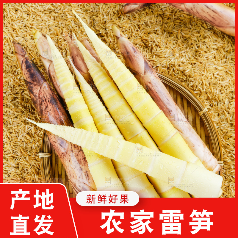 浅底上的春雷笋