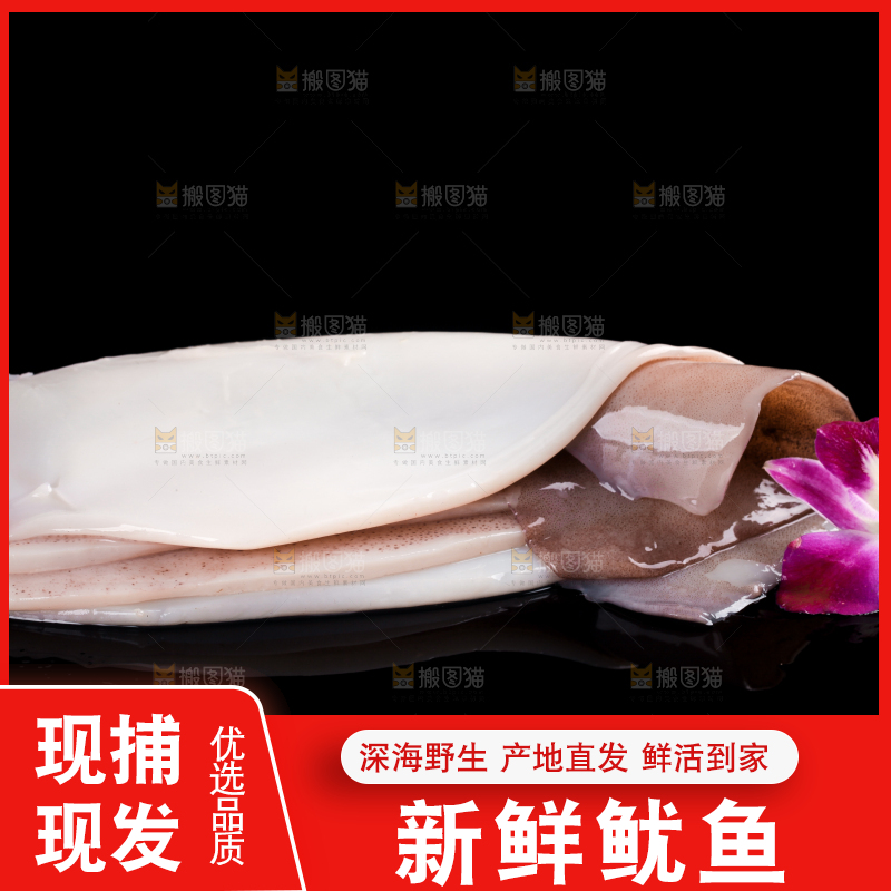 黑底上的野生大鱿鱼