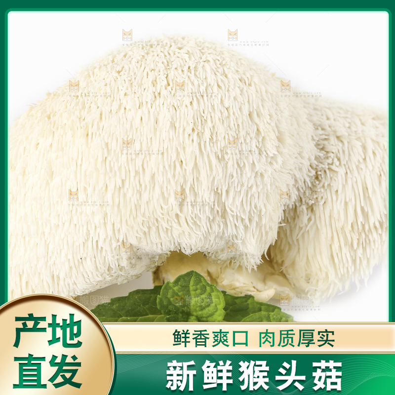 白底上放着东北山猴头菇