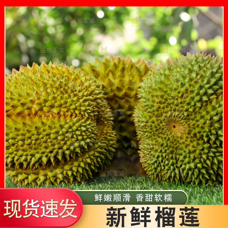 草地上的泰国甲仑榴莲