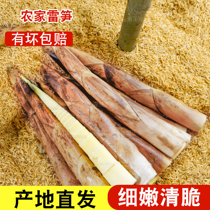 浅底上的雷笋