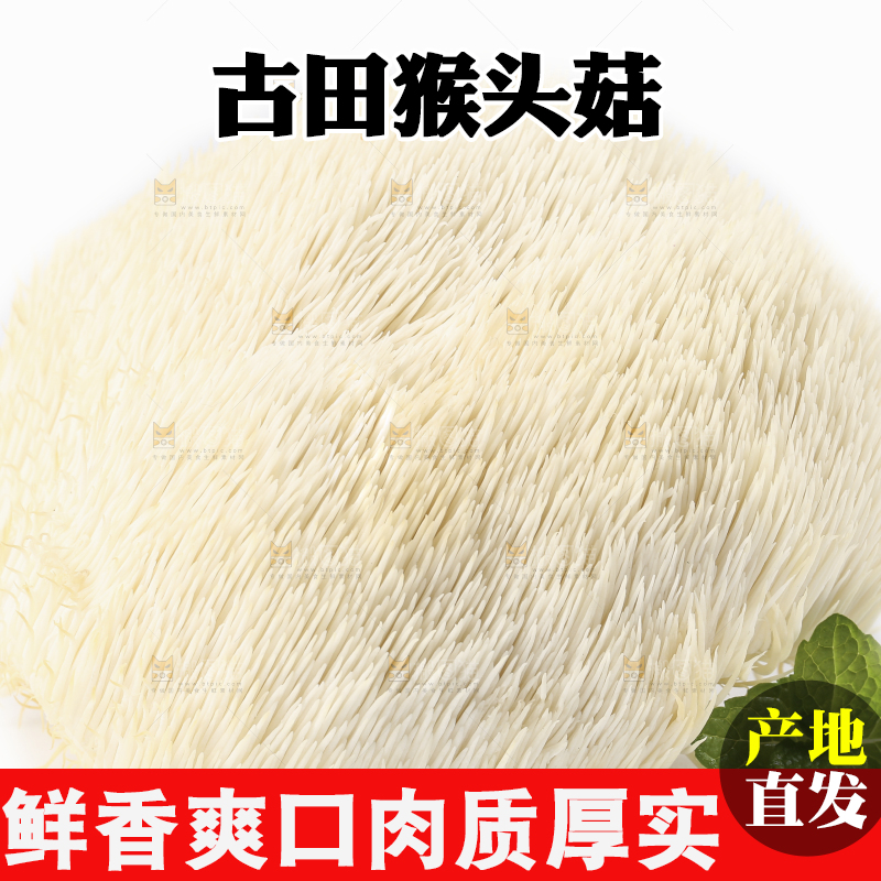 白底上的长白山猴头菇