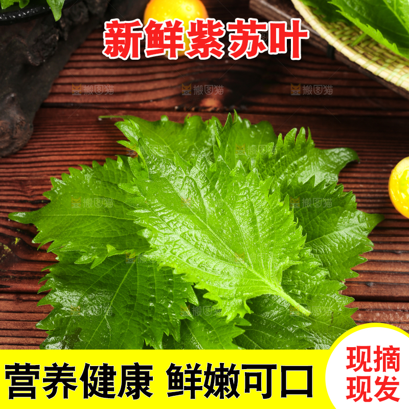 木底上的东北苏子叶