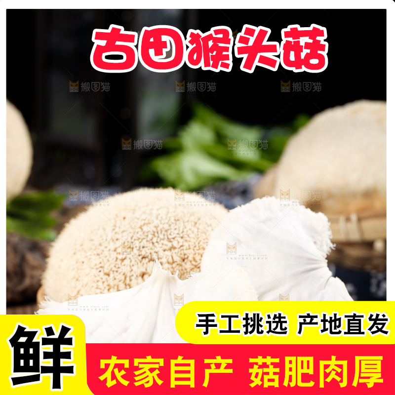 黑底上的猴头菇