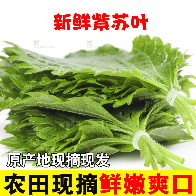 白底上的绿紫苏叶