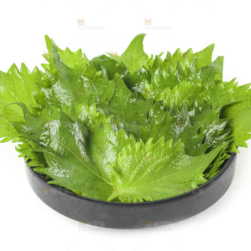 一盘东北苏子叶放在白底上